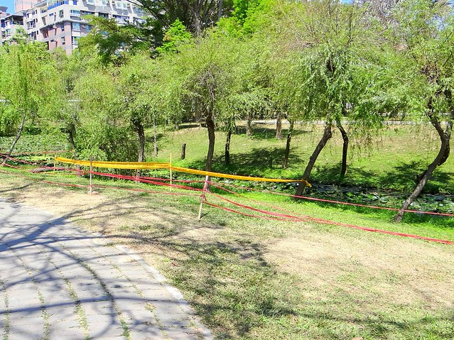 巴克禮公園拍啄木鳥