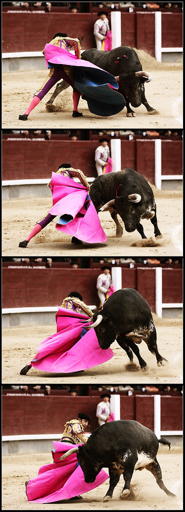 Esplá - Media verónica