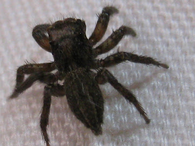 [新しいコレクション] 蜘蛛 黒 大きい 347470-蜘蛛 種類 黒 大きい