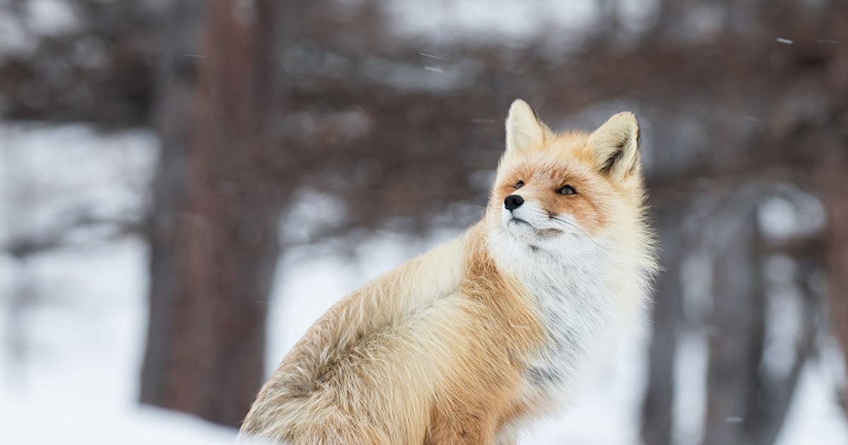 Winterbilder Tiere Als Hintergrundbild - Fotos Siberian Husky Hund