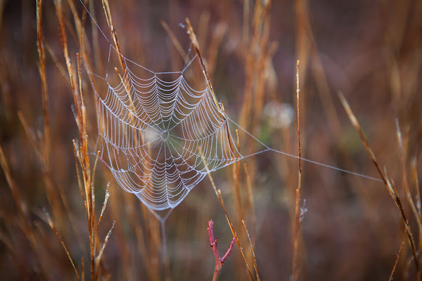 Edgartown News, Foggy Edgartown, Morning Mist