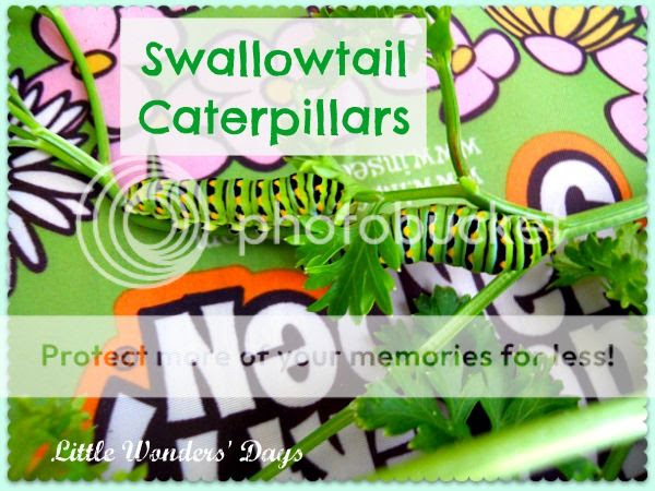 swallowtail caterpillars