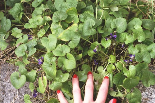hiding violets