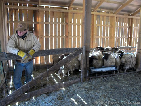 2012 Sheep shearing day 9 - FarmgirlFare.com