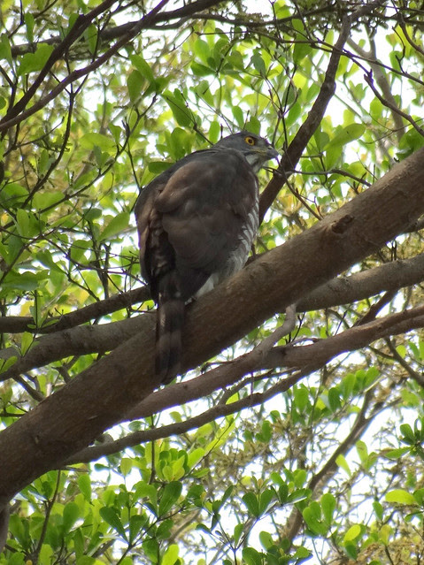 鳳頭蒼鷹/無限台南