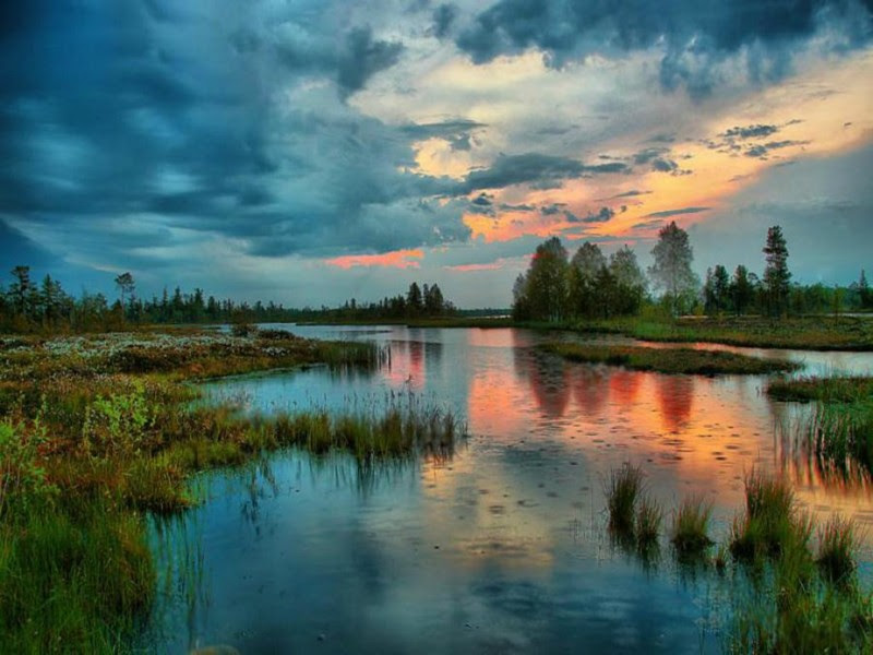 Васюганские болота природа, факты