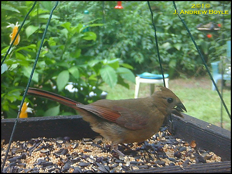 Northern Cardinal
