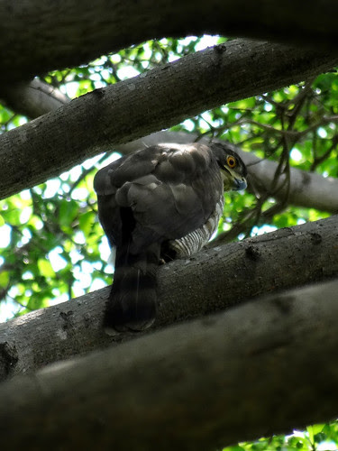 鳳頭蒼鷹/無限台南