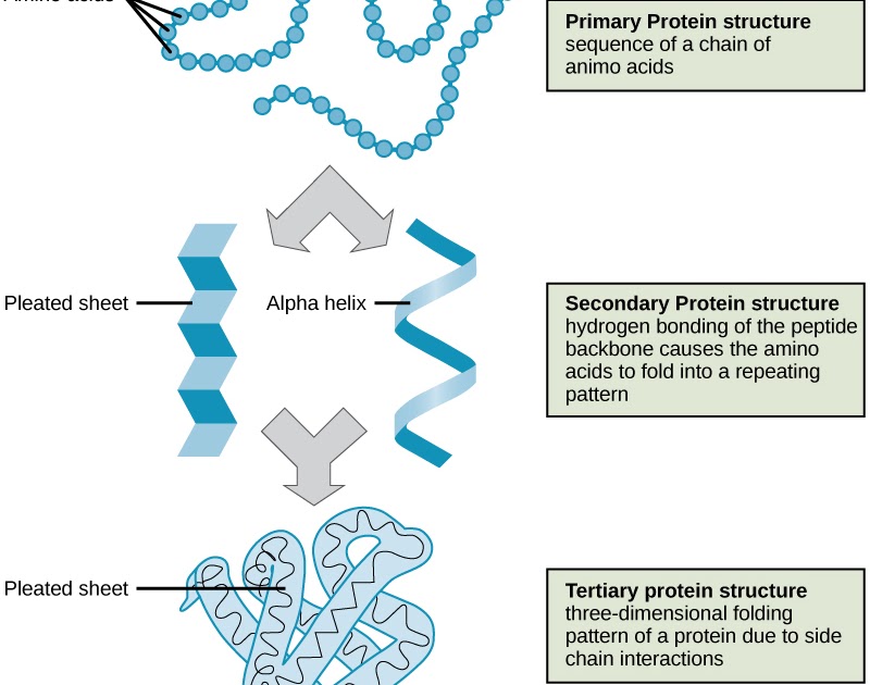 The Diagram Shows The General Structure Of A Lipid Which