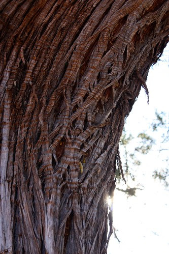 Juniper Bark