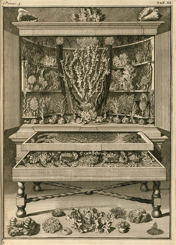 cabinet of curiosities - book engraving with coral species