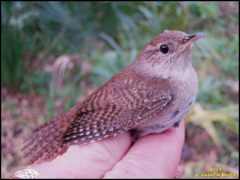 House Wren House Wren