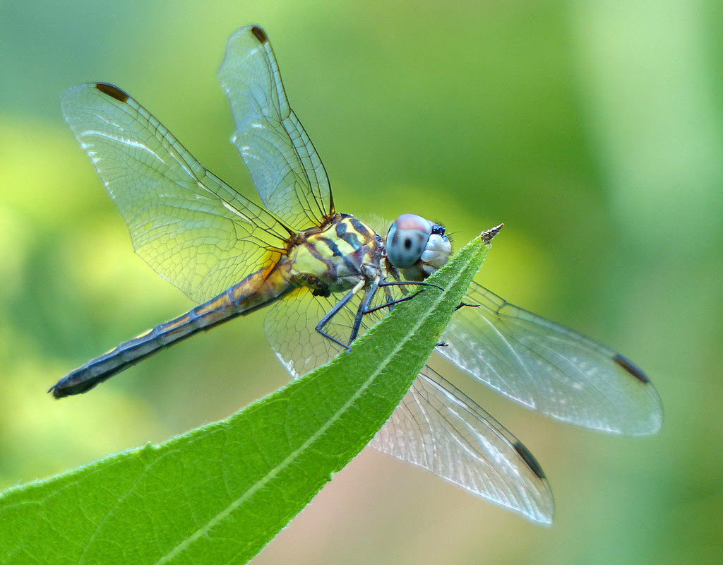 Blue Dasher