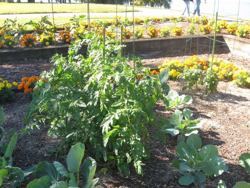 tomato plants