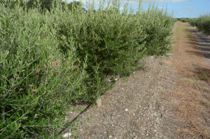 A seminar on olive production and management in Texas will be held Dec. 15 in San Antonio. (Texas A&M AgriLife Extension Service photo by Kathleen Phillips)