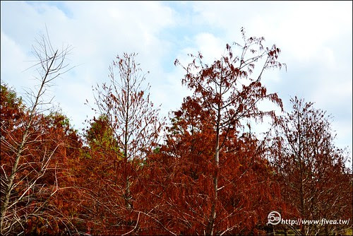 落羽松林 霧峰落羽松