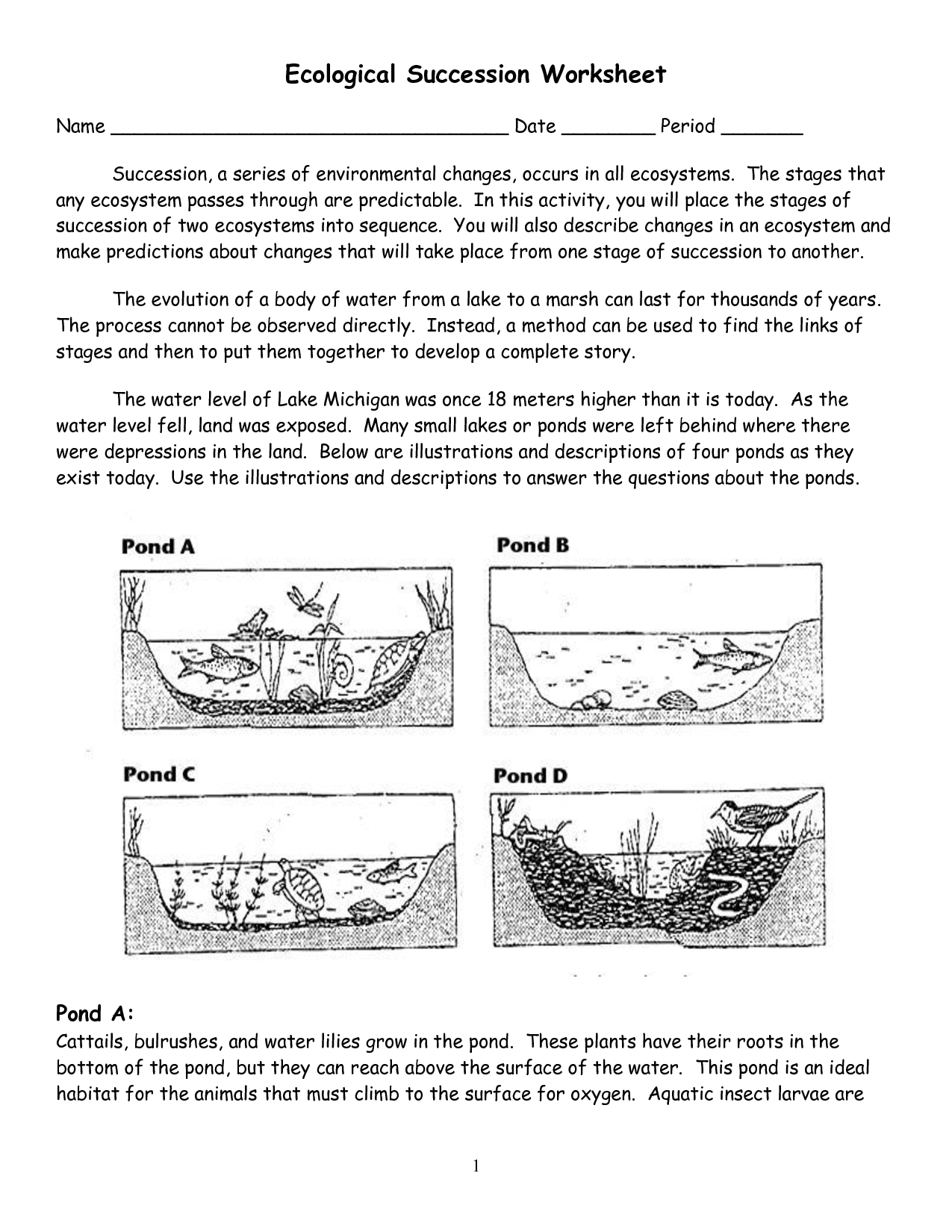 30 Ecological Pyramids Worksheet Answers Pogil Free Worksheet Spreadsheet