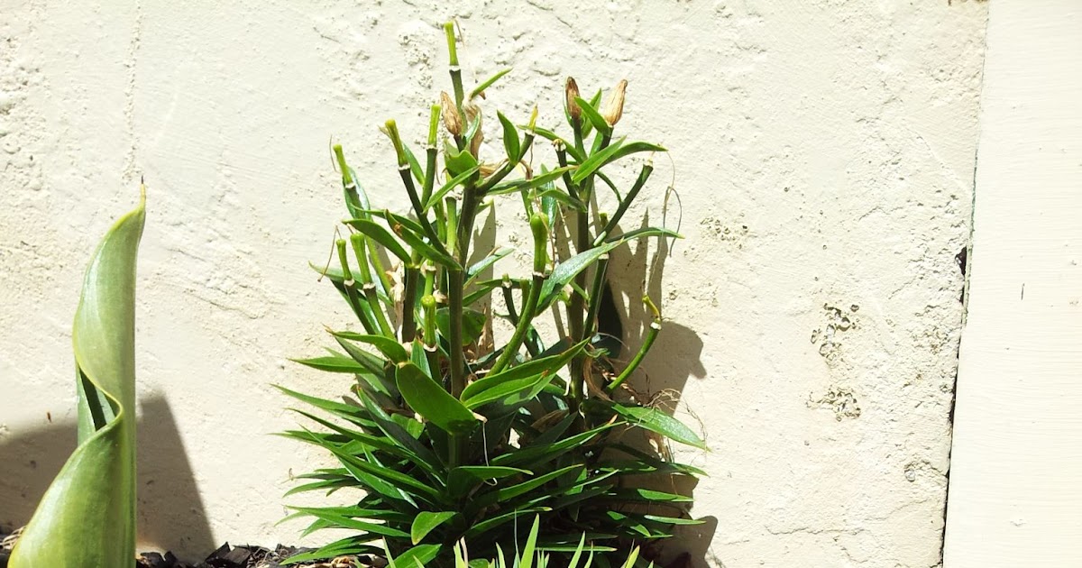 Backyard Frog Pond : Backyard Frog Ponds | Waterfall ideas for the yard