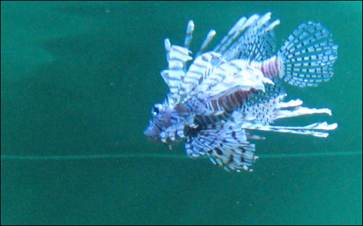 葛西臨海水族園
