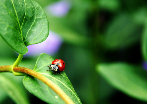 ladybug