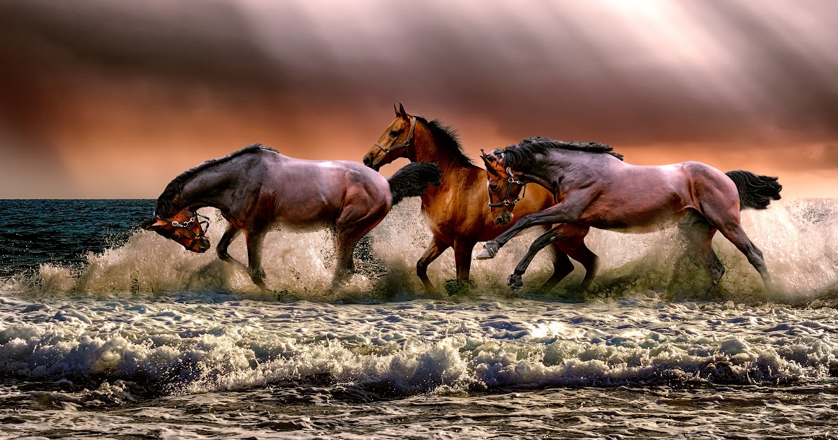 Cute Horse Wallpaper For Chromebook