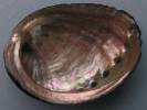 Haliotis cracherodi