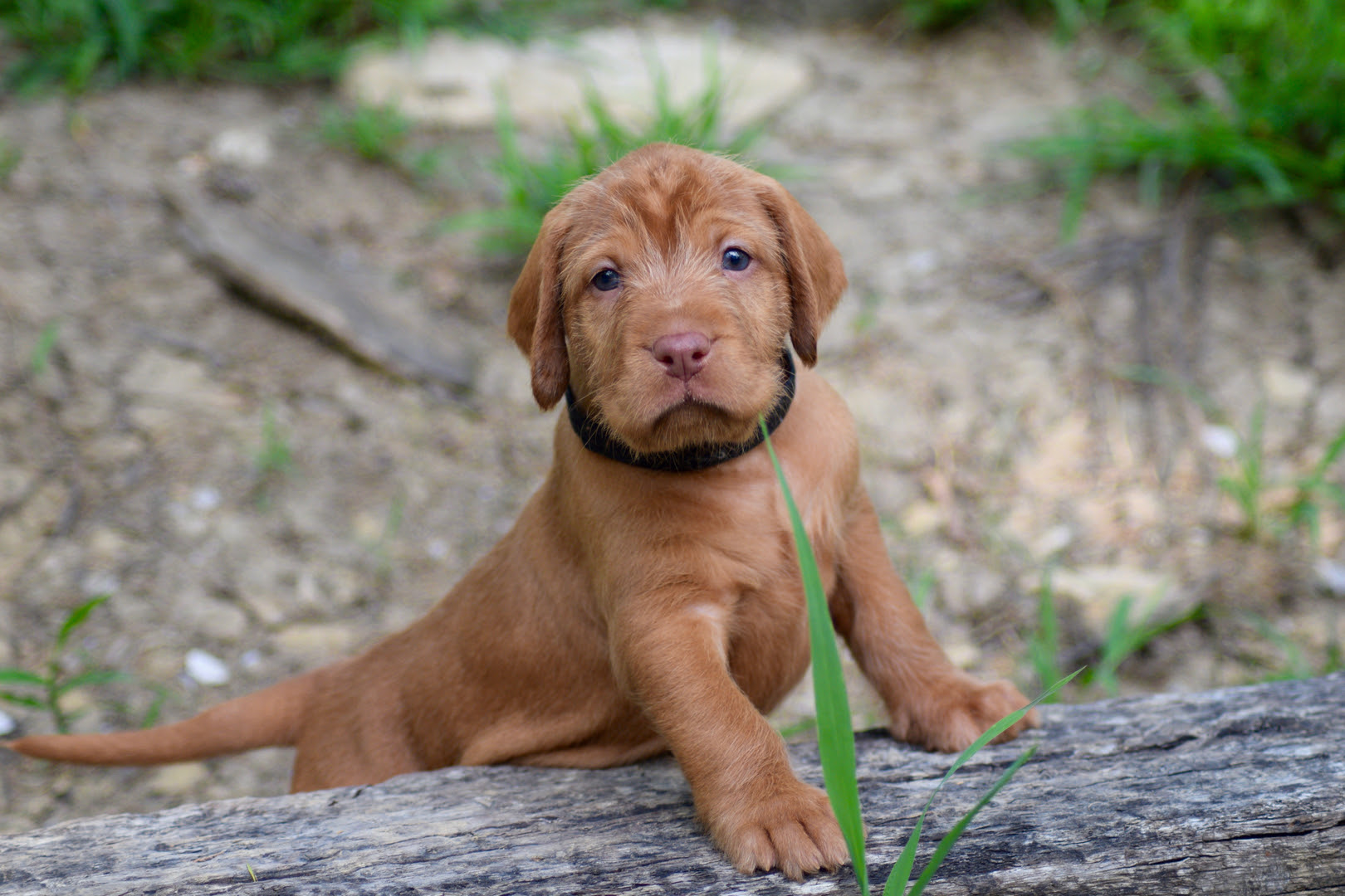 Wirehaired Vizsla Puppies California Home Moonlight Vizslas Vidor   B IYep6uLp75TAgipiM7iU5g5egbd8R1owhtlR9L CN AN06zl3sPed4mUgJaR3fmGTKcFxyDN5yCA 3isIvw4bDBoa6UPple3hyenWJX8cTQaAA1 Od3l7SRvoMaViton1EZVQtdonkD7qRqQ2LtxbKkRmm8xIzGtp8DVpuQ62vRaezkeclk10=s0 D