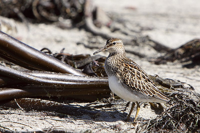 File:Pectoral Sandpiper Mendocino.jpg