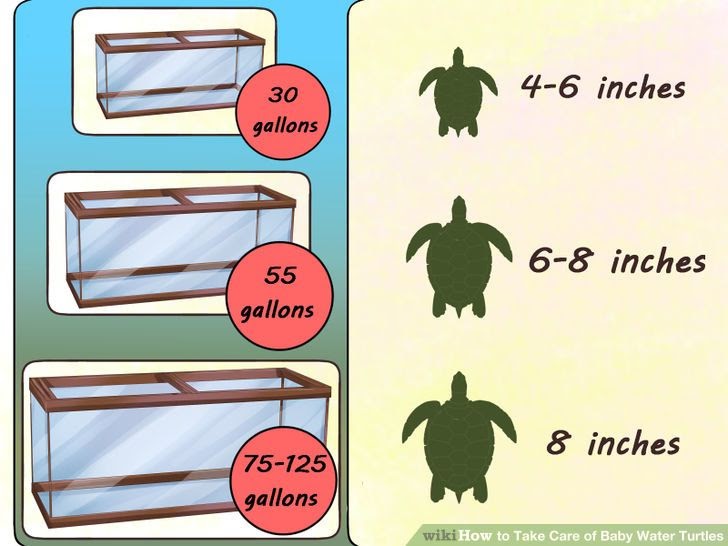 Learn how to do anything: How to Take Care of Baby Water Turtles