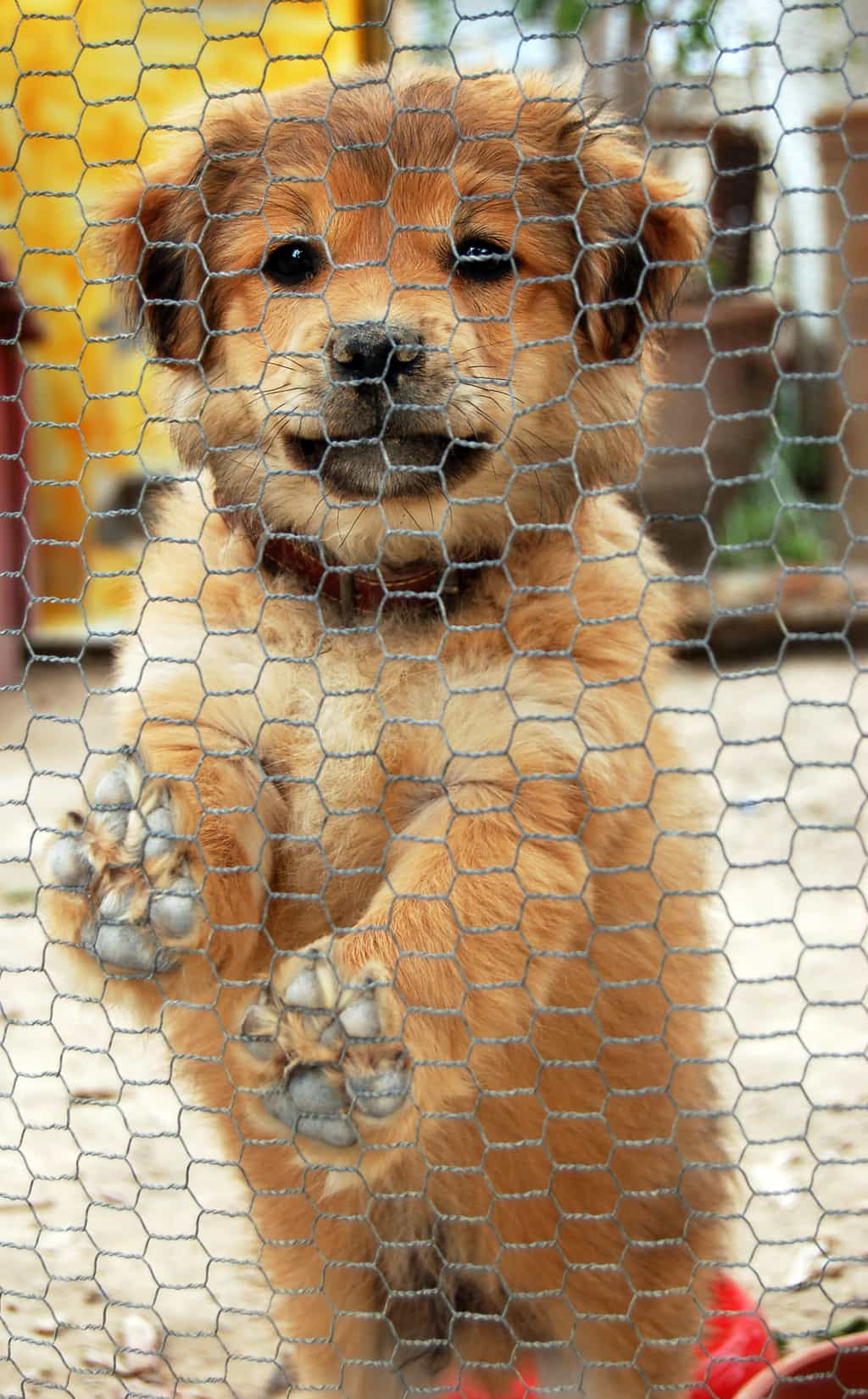 The Amazing Impact of Massage at Animal Shelters Animal The Amazing Impact of Massage at Animal Shelters Animal