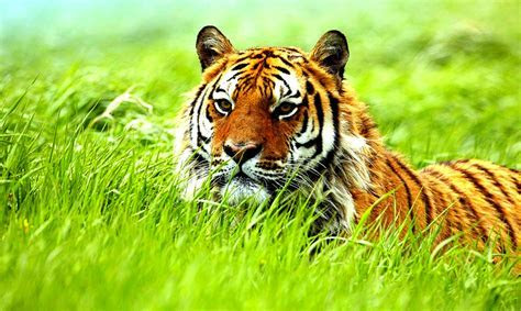 Wallpaper Animal Collection For Free Download Wallpaper Animal Collection For Free Download
