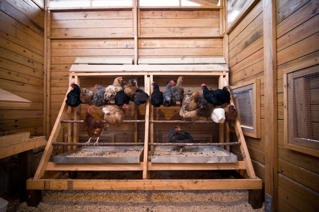 Chicken Coop Design Interior Chicken Coop Ideas Design