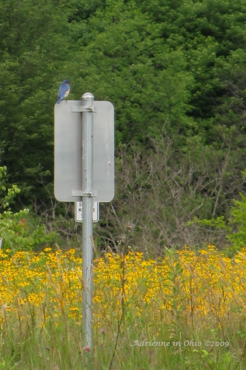 prairiewildflowercrop