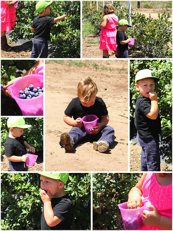 Fairfield Farms U-Pick Organic Blueberries, Pauma Valley, CA