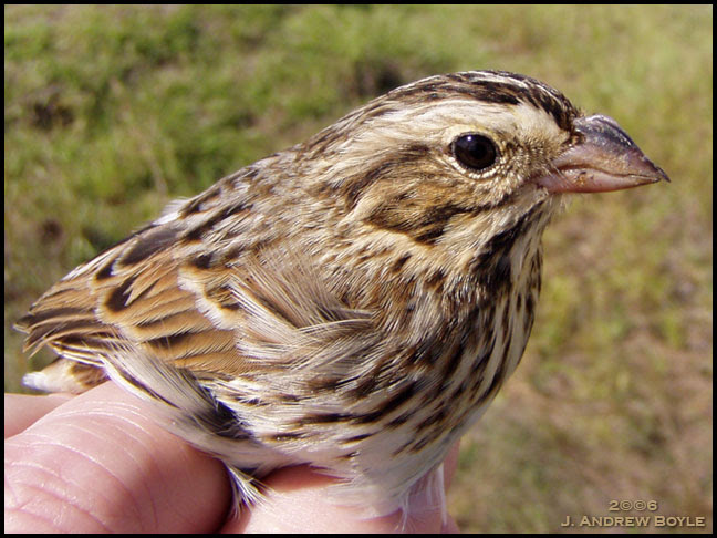 Bachman's Sparrow