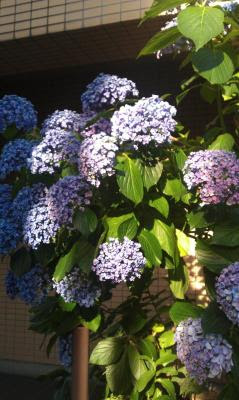 IMAG0195.jpg