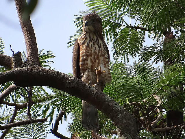 鳳頭蒼鷹/無限台南