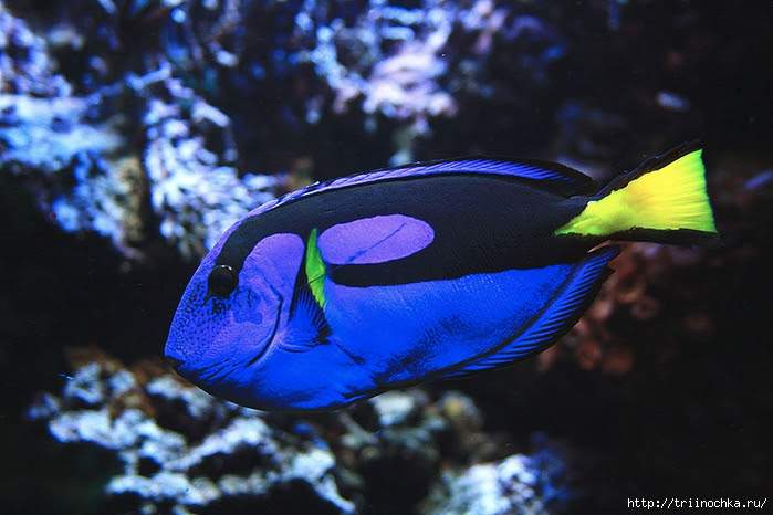 Live underwater world!