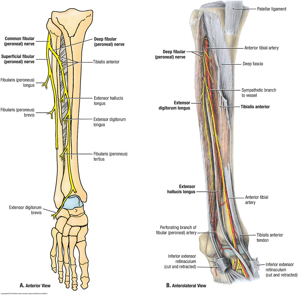 N suralis. Suralis нерв. Суралис нерв анатомия. Tibialis кость. A interossea posterior проекционная линия.