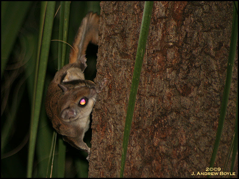 Flying Squirrel