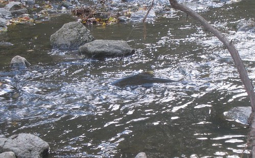 Salmon in rapids 2
