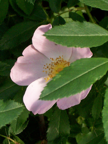 Flower_7211