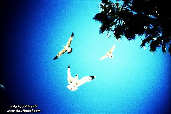 التَصويرْ اللُموغرافِي Lomography التَصويرْ اللُموغرافِي Lomography