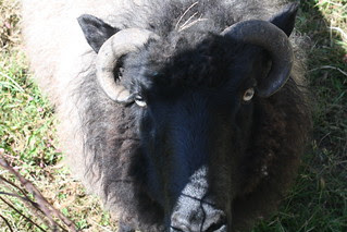 Ram