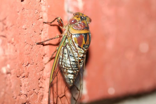 Cicada