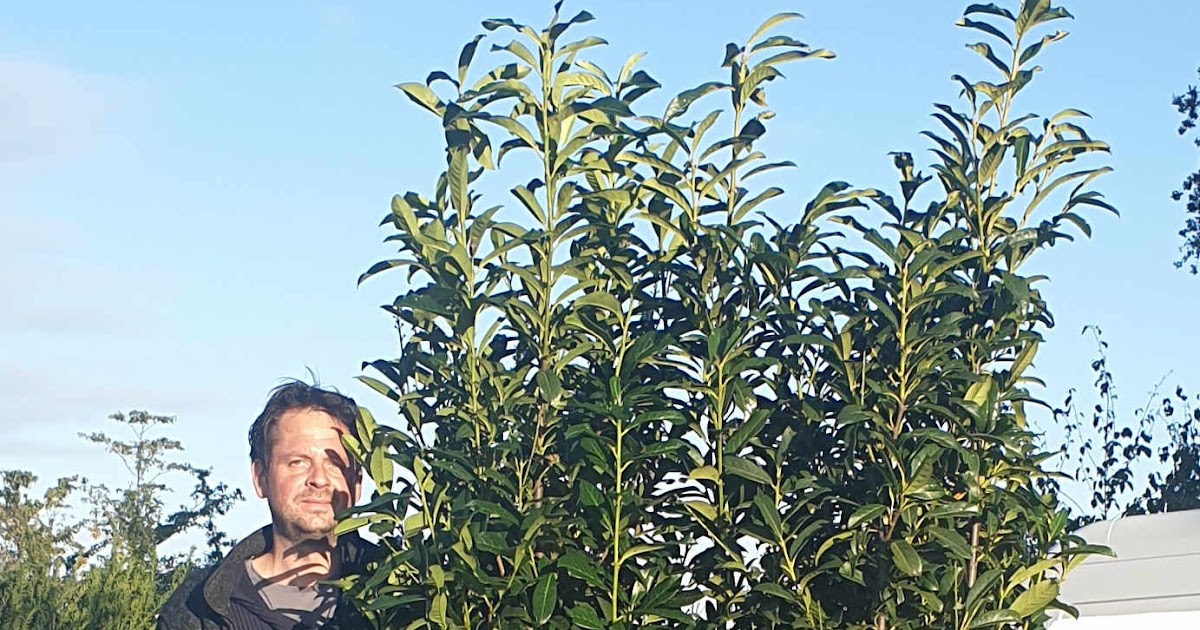 Kirschlorbeer Baum Portugiesischer Kirschlorbeer Kugel