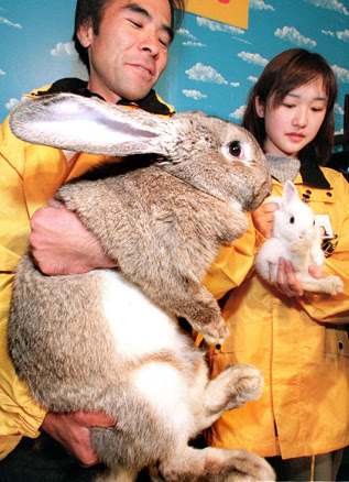 Flemish Giant Rabbit And Dog - [+] Lunawsome