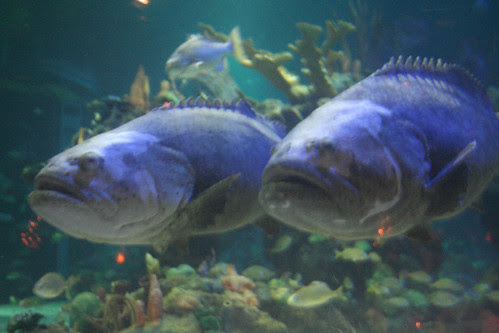 groupers1