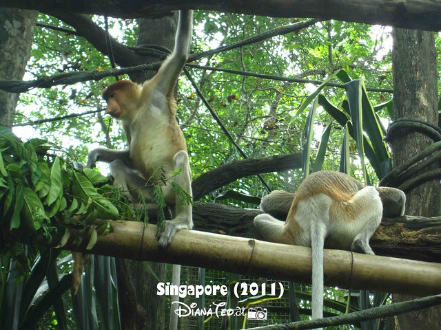 Day 3 Singapore - Zoo Singapore 04-1