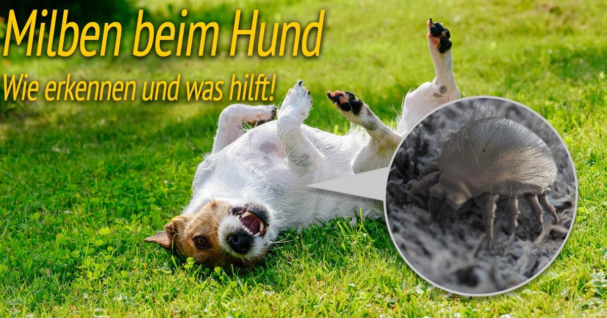 Futtermilben Hund Trockenfutter Ratgeber Trockenfutter Oder